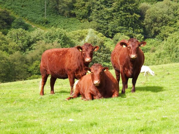 'Red Ruby' Devon Cattle